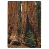 Redwood Trees, Sequoia Nationalpark. Klemmbrett (Rückseite)