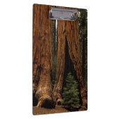 Redwood Trees, Sequoia Nationalpark. Klemmbrett (Rechts)