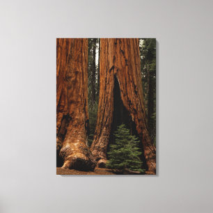 Redwood Trees, Sequoia Nationalpark. Leinwanddruck