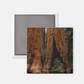 Redwood Trees, Sequoia Nationalpark. Magnet (Vorderseite/Rückseite)