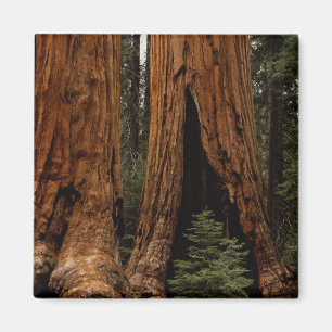 Redwood Trees, Sequoia Nationalpark. Magnet