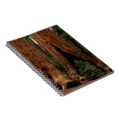 Redwood Trees, Sequoia Nationalpark. Notizblock (Rechte Seite)