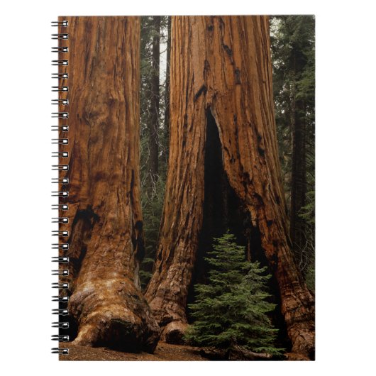 Redwood Trees, Sequoia Nationalpark. Notizblock (Vorderseite)