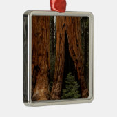 Redwood Trees, Sequoia Nationalpark. Ornament Aus Metall (Rechts)
