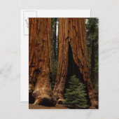 Redwood Trees, Sequoia Nationalpark. Postkarte (Vorne/Hinten)