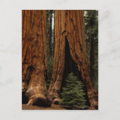 Redwood Trees, Sequoia Nationalpark. Postkarte (Vorderseite)