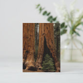 Redwood Trees, Sequoia Nationalpark. Postkarte (Stehend Vorderseite)