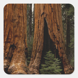 Redwood Trees, Sequoia Nationalpark. Quadratischer Aufkleber