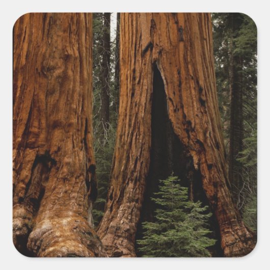 Redwood Trees, Sequoia Nationalpark. Quadratischer Aufkleber (Vorderseite)