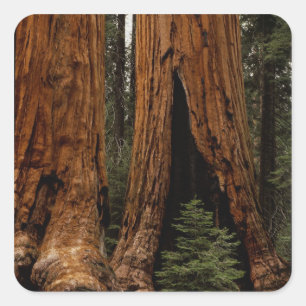 Redwood Trees, Sequoia Nationalpark. Quadratischer Aufkleber