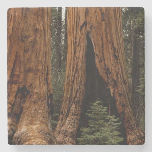 Redwood Trees, Sequoia Nationalpark. Steinuntersetzer (Vorderseite)