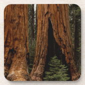 Redwood Trees, Sequoia Nationalpark. Untersetzer (Vorderseite)