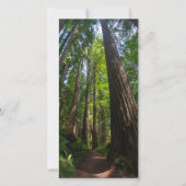 Redwood Trees Tall Postcard (Vorderseite)