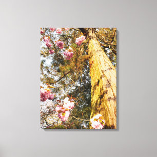 Redwood und Cherry Blossom Canvas Print Leinwanddruck
