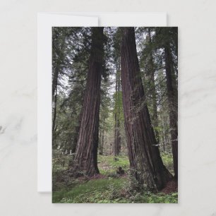 Redwood-Wald Feiertagskarte