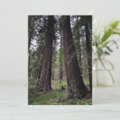 Redwood-Wald Feiertagskarte (Stehend Vorderseite)