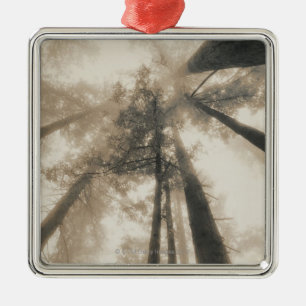 Redwood-Wald, Nordkalifornien Ornament Aus Metall