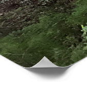 Redwood-Wald Poster (Ecke)