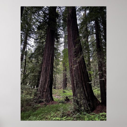 Redwood-Wald Poster (Vorne)