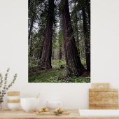 Redwood-Wald Poster (Küche)