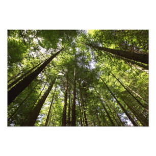 Redwood-Wald, Rotorua, Neuseeland 2 Fotodruck