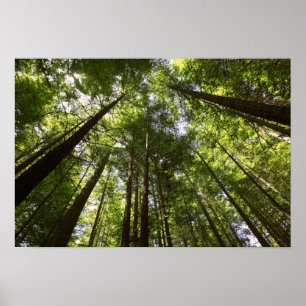 Redwood-Wald, Rotorua, Neuseeland 2 Poster