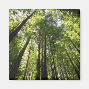 Redwood-Wald, Rotorua, Neuseeland Magnet