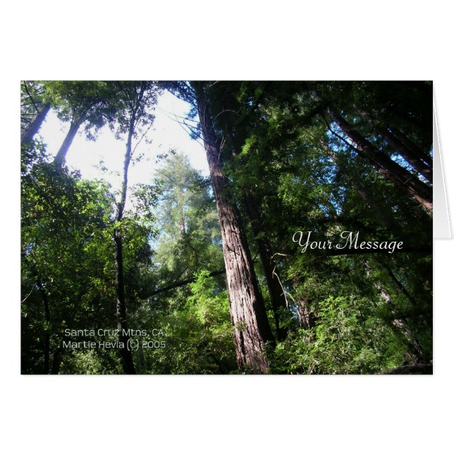 Redwoods (Vorderseite (Horizontal))