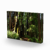 Redwoods and Ferns at Redwood National Park Fotoblock (Rechts)