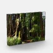 Redwoods and Ferns at Redwood National Park Fotoblock (Links)
