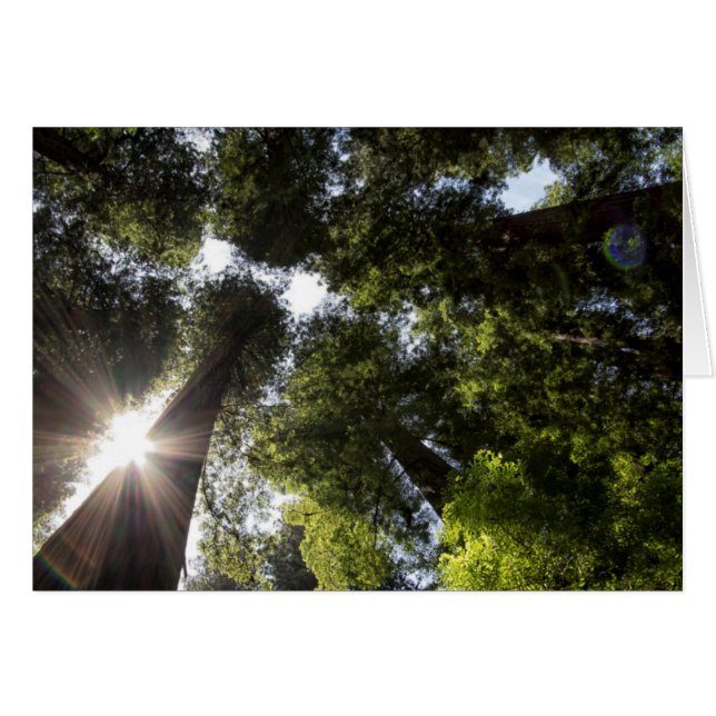 Redwoods, Humboldt Redwoods Staat Park (Vorderseite (Horizontal))