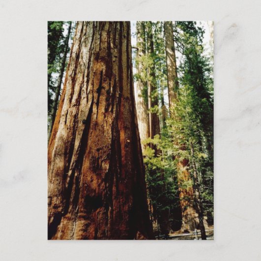 Redwoods in Yosemite Postkarte (Vorderseite)