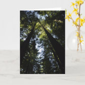 Redwoods Karte (Gelbe Blume)