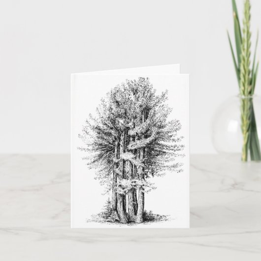 Redwoods Notecard Karte (Vorderseite)