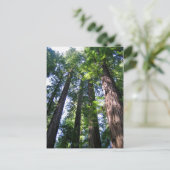 Redwoods Postcard Postkarte (Stehend Vorderseite)