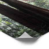 Redwoods Poster (Ecke)