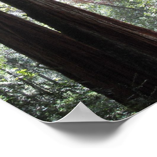 Redwoods Poster (Ecke)