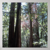 Redwoods Poster (Vorne)