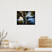 Redwoods Poster (Küche)