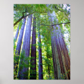 Redwoods Poster (Vorne)