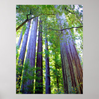 Redwoods Poster