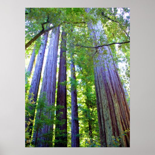 Redwoods Poster (Vorne)
