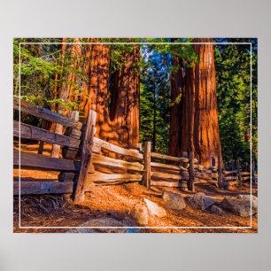 Redwoods-Poster Poster