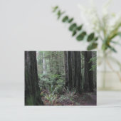 Redwoods Postkarte (Stehend Vorderseite)