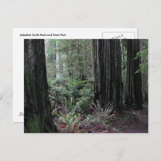 Redwoods Postkarte (Vorne/Hinten)