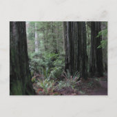 Redwoods Postkarte (Vorderseite)
