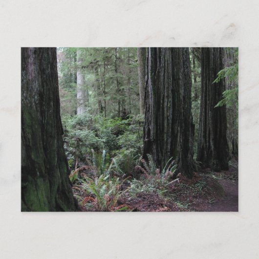 Redwoods Postkarte (Vorderseite)
