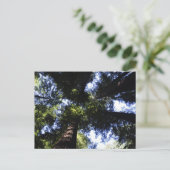 Redwoods Postkarte (Stehend Vorderseite)