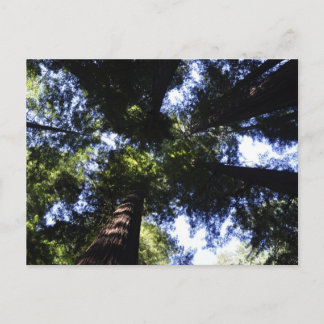 Redwoods Postkarte