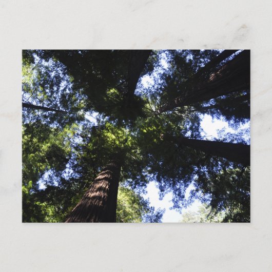 Redwoods Postkarte (Vorderseite)